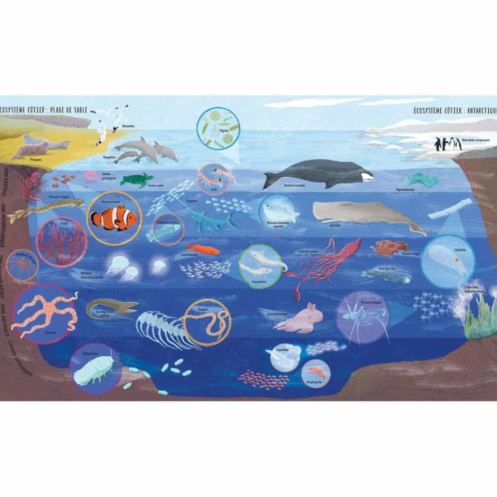 New Album Raconte-nous l'océan Enfant Livre Enfant