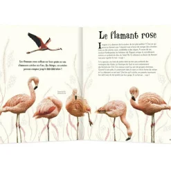 Outlet Livre L'anthologie illustrée des animaux fascinants Enfant Livre Enfant