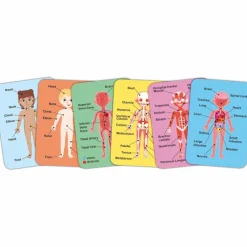 Online Puzzle aimanté Le corps humain Jeu Magnétique
