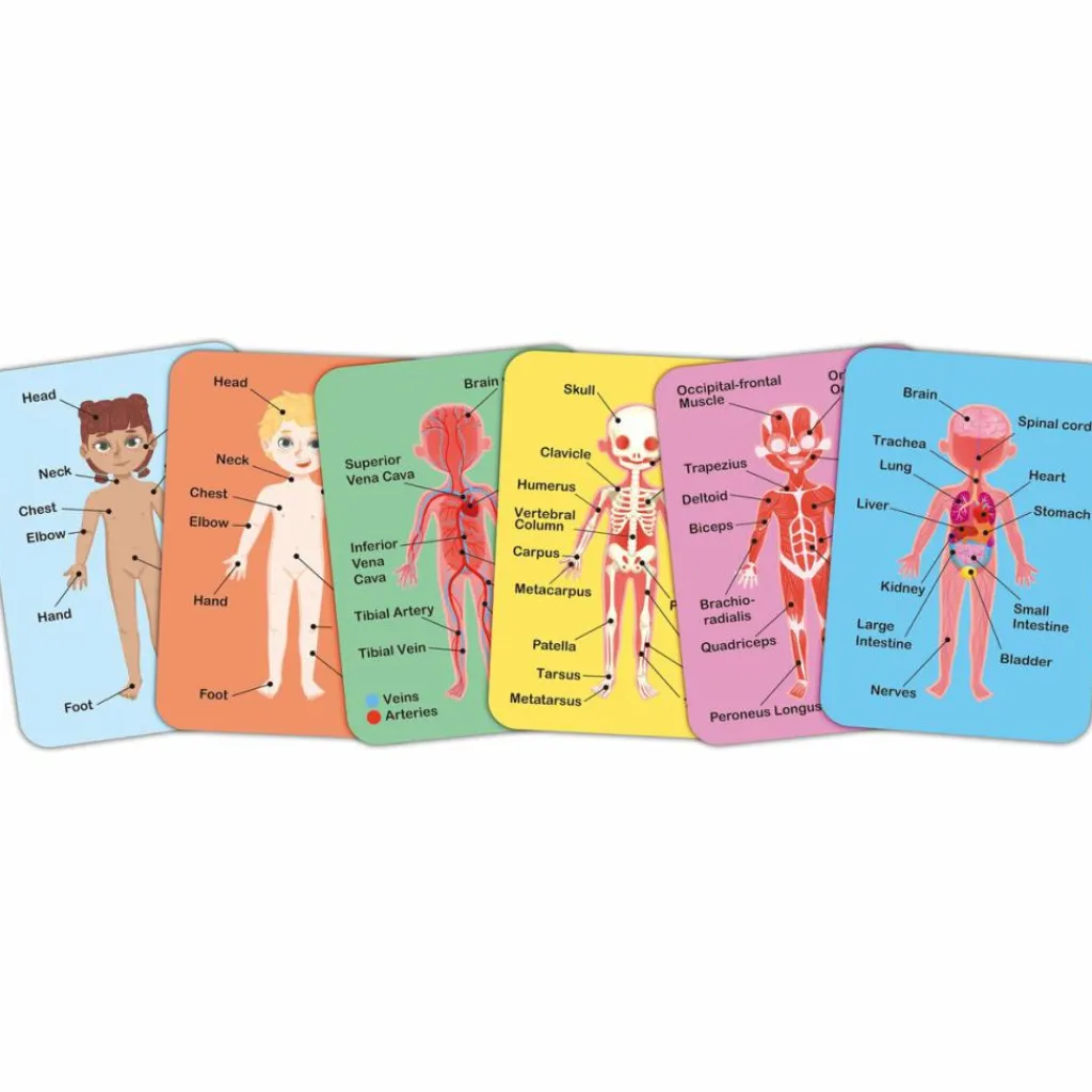 Online Puzzle aimanté Le corps humain Jeu Magnétique