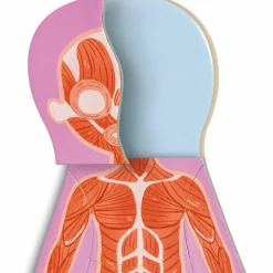 Online Puzzle aimanté Le corps humain Jeu Magnétique